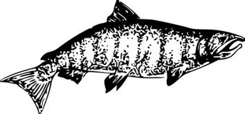 Chinook Salmon clip art free vector | Download it now!