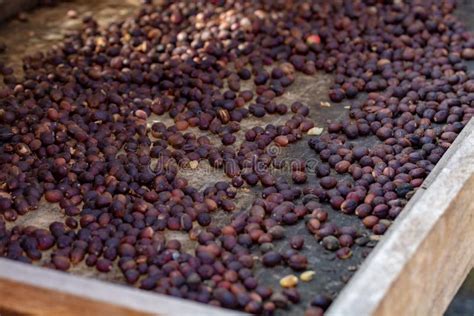 Traditional Method of Drying Mature Coffee Beans on Open Grid Outside in Sun Lights, Bio Coffee ...