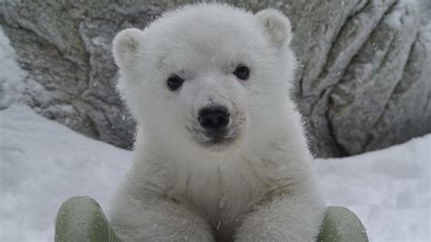 Welcome Juno! Toronto Zoo names its polar bear cub - CityNews