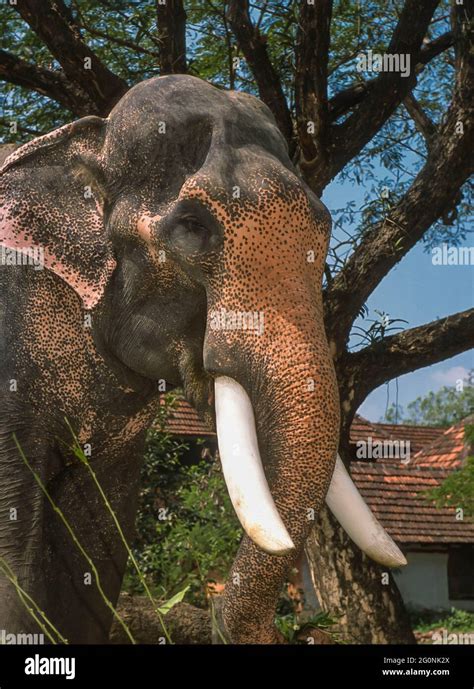 GURUVAYER, KERALA, INDIA - Asian elephant with tusks at elephant ...