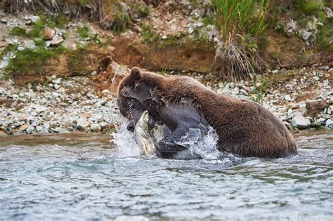 Brown bear eating a salmon photo | Katmai National Park and Preserve ...