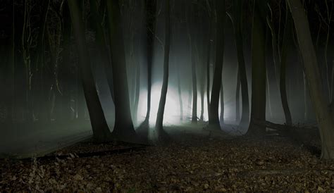 Dark Forest With Shafts Of Light - Funny Pinterests | Night forest, Wallpaper, Tree photography