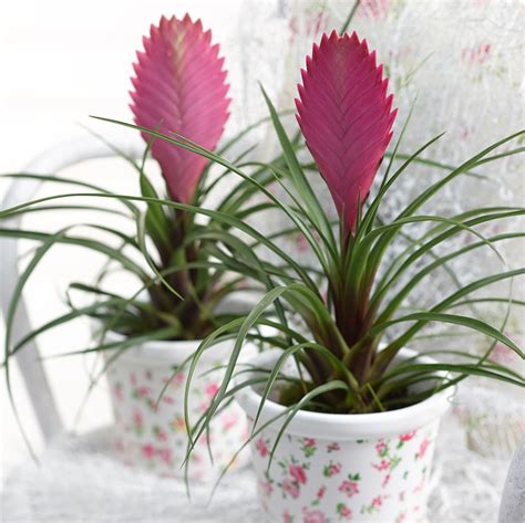 Buy pink quill Tillandsia cyanea: £14.99 Delivery by Crocus Home ...