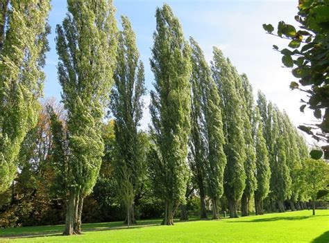 ÁLAMO ÁRBOL: CARACTERÍSTICAS, CULTIVO, USOS Y MUCHO MÁS