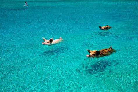 Pig Beach, Bahamas: Swimming Pigs Is A Thing On Island | HuffPost