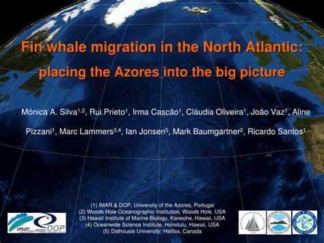 (PDF) Fin whale migration in the North Atlantic: placing the Azores into the big picture