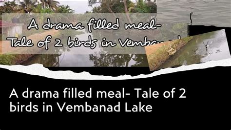 A drama filled meal- Tale of 2 birds in Vembanad Lake / Birdwatching ...