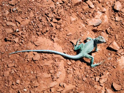 Collared lizard: Palo Duro Canyon State Park, Texas