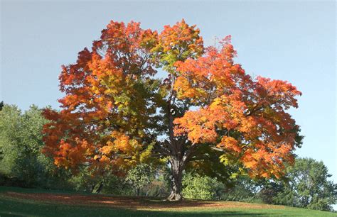 Types of Maple Trees