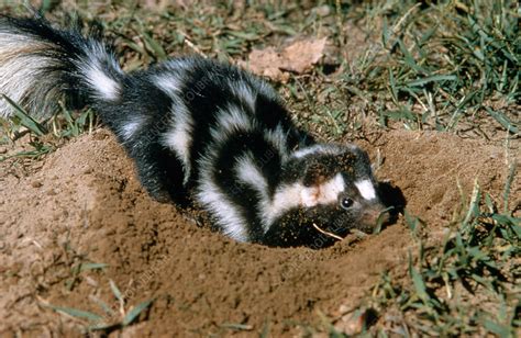 Eastern Spotted Skunk - Stock Image - Z922/0111 - Science Photo Library