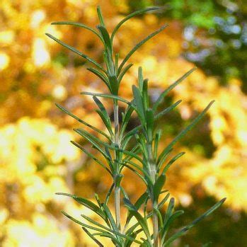 Rosemary Benefits, Uses, Side Effects - Joyful Belly School of Ayurveda