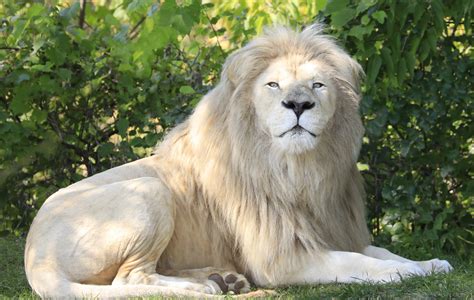 Lion in China Zoo Becomes Internet Hit Over Unique Hairstyle - Newsweek