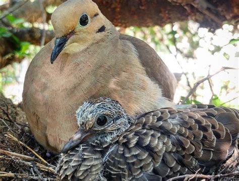 Everything You Need to Know About Baby Mourning Doves