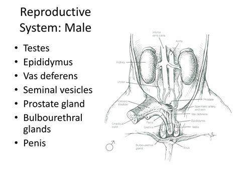 Fetal Pig Reproductive System