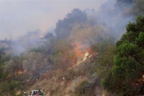 SOMALIA: Massive fire destroying iconic Gaacidh forest in Sanaag region - Horseed Media