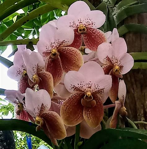 Philippine Orchid Events: The 71st Philippine Orchid Society Midyear Show