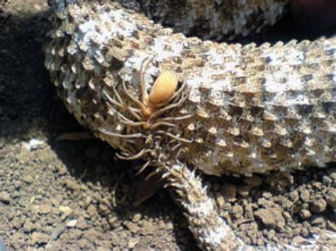 Conoce A La Única Serpiente Cola De Araña | Serpientes, Arañas, Lagartos