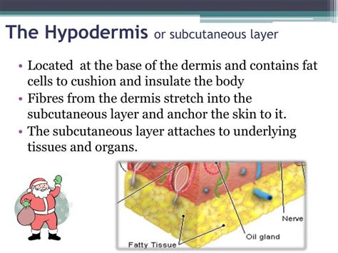 PPT - Skin Biology PowerPoint Presentation - ID:2108299