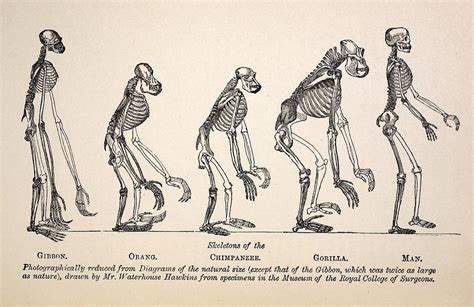 1863 Huxley From Ape To Man Evolution Photograph by Paul D Stewart