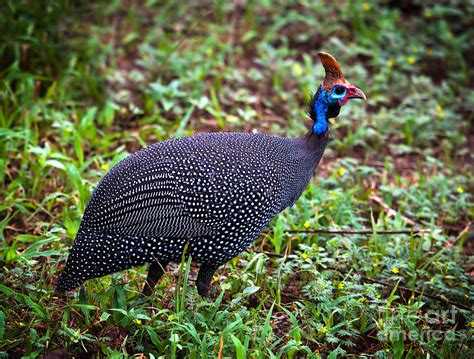 The Wild Helmeted Guineafowl In Africa Photograph by Michal Bednarek