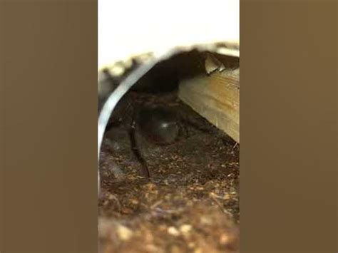 Goliath Pink Toe Tralantula Molting #spider #foryou #recommended #rareanimal #exotic - YouTube