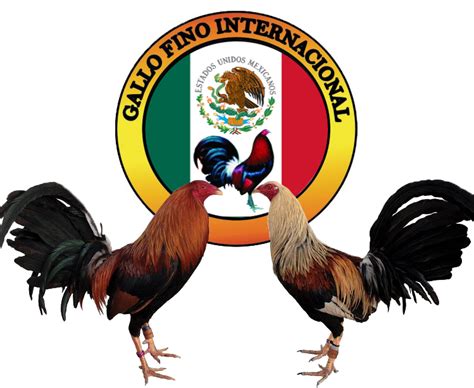 Gamecock Asil chicken Cockfight Logo Painting - Gallos DE PELEA png ...