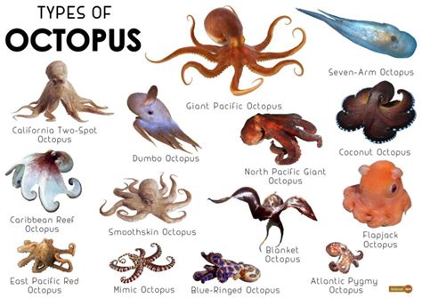 Octopus Facts, Types, Lifespan, Classification, Habitat, Pictures ...