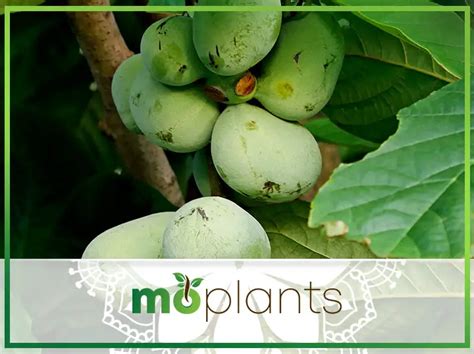 Hidden Secrets of the Paw Paw Fruit - Mo Plants