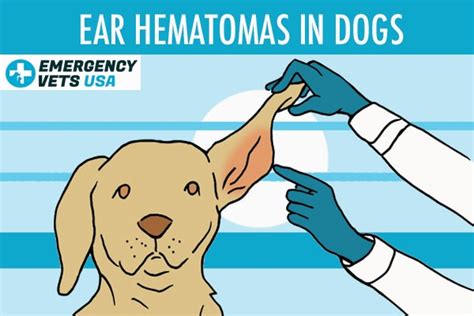 Can A Hematoma In A Dogs Ear Burst