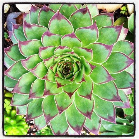 Flowering Succulent Plants | succulents | 1000