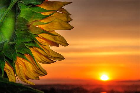 Heliotropism at it's finest | Sunflowers have to be the offi… | Flickr