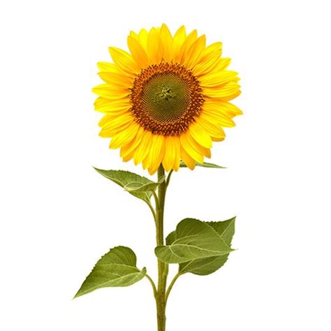 SUNFLOWER - Flowers We Love - Flower.Style Magazine