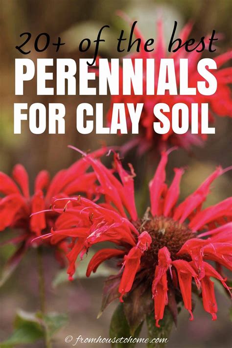 Best plants for clay soil 20 perennials you ll want in your garden – Artofit