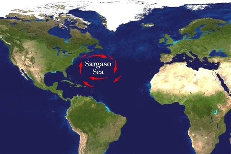 What Is The Sargasso Sea? » ScienceABC