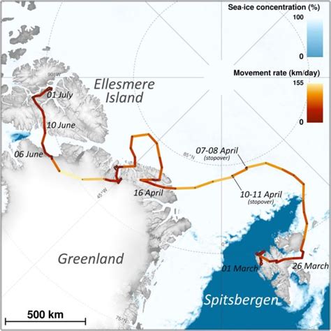 An Arctic fox surprises researchers with an epic run across polar ice ...