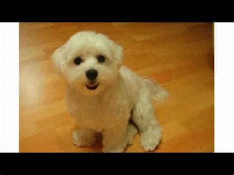 Brown Maltese Dog