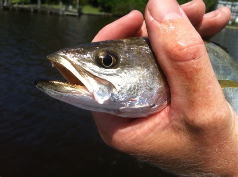 Pamlico River Tar River Mixed Bag - FishIBX Eastern NC Fishing Guide