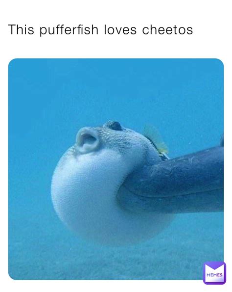 This pufferfish loves cheetos | @goofy_ahhh_product | Memes