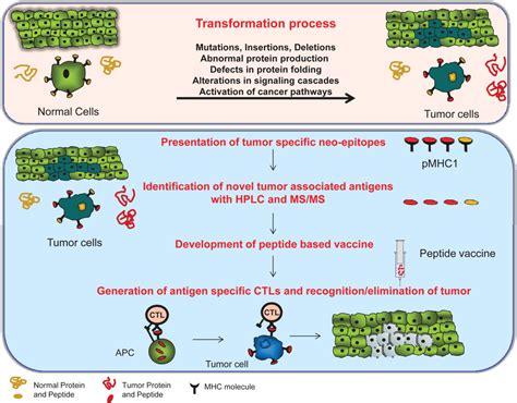 MHC class I antigen presentation and implications for developing a new ...