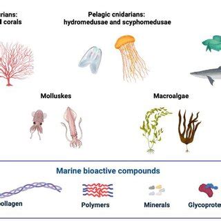 Main sources of marine bioactive compounds (collagen, polymers,... | Download Scientific Diagram