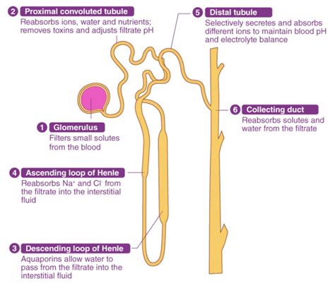 (2) Proximal convoluted tubule (5) Distal tubule Reabsorbs ions, water an..