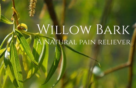 Willow bark or Aspirin? - An herbal pain reliever - Healthy Hildegard