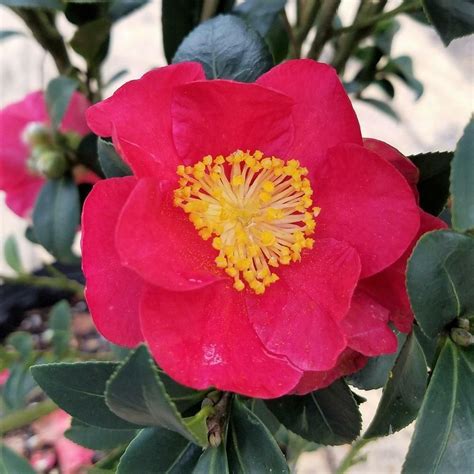 Yuletide Camellia Sasanqua Red Flower Blooming Evergreen Shrub Live ...