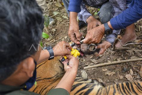 ANAK HARIMAU SUMATERA TERKENA JERAT DI ACEH | ANTARA Foto