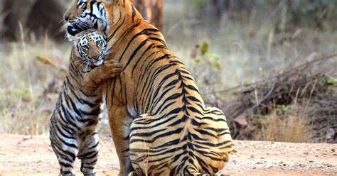 See amazing moment tiger cub cuddles its mum after she misses out on ...