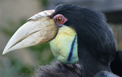 Female Wreathed hornbill portrait - ZooChat