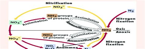 Nitrification Prominent in soil, water and sewage. | Download Scientific Diagram