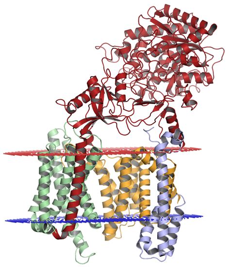 Amyloid Precursor Protein Secretases