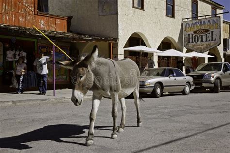 Wild Burros In Oatman, Arizona Stock Photo - Image of arizona, oatman ...