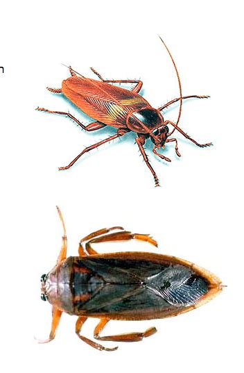 Waterbug or Cockroach? - PermaTreat Pest & Termite Control